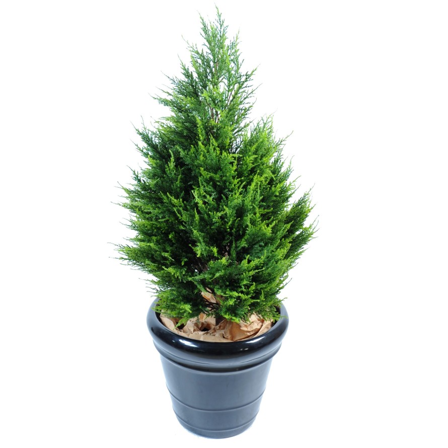 CIPRÉS (juniperus vj)
