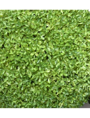 BUCHSBAUM KUGEL SEMPERVIRENS