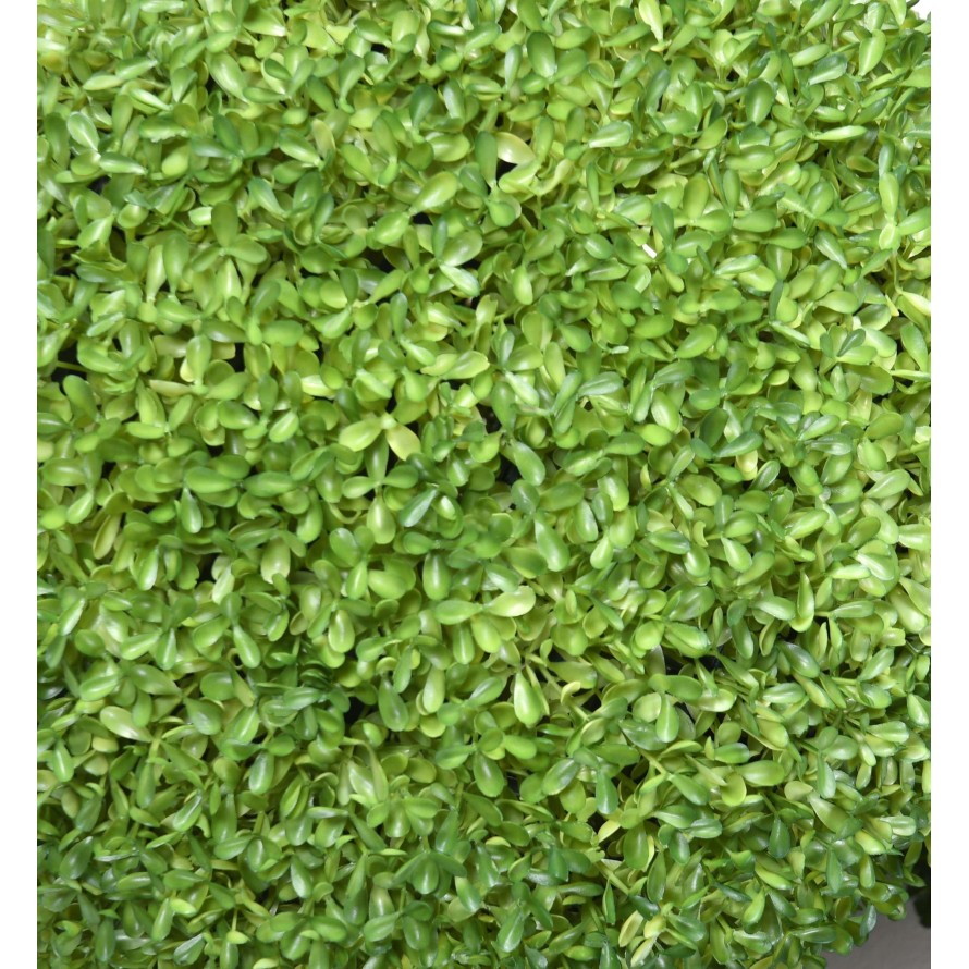 BUCHSBAUM KUGEL SEMPERVIRENS