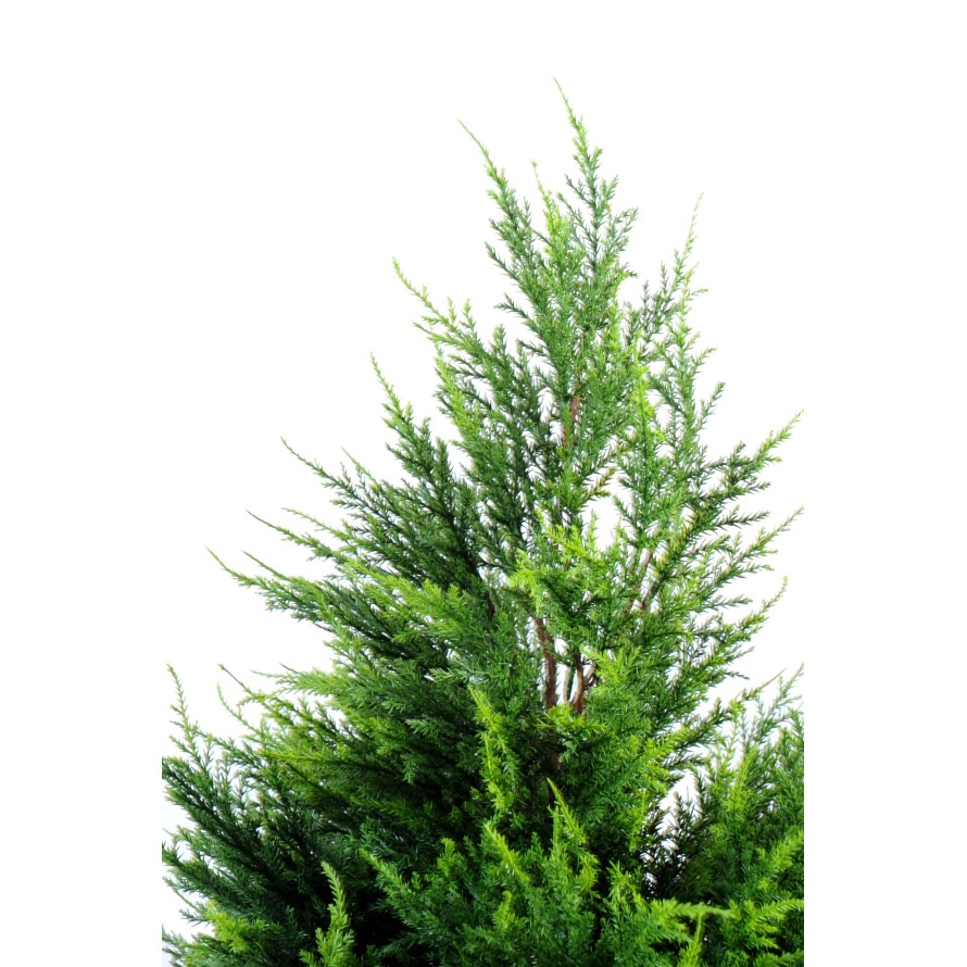 ZYPRESSE (Juniperus vj)