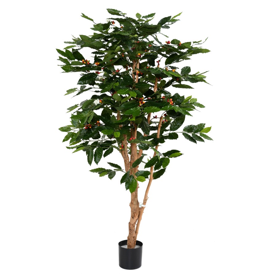 COFFEE TREE BLOSSOM KNOTTY TRUNKS