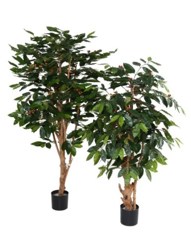 CAFETO FLORES TRONCOS NUDOSOS