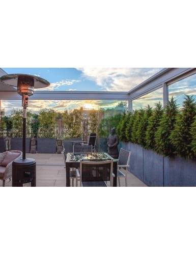 CIPRÉS (juniperus vj)