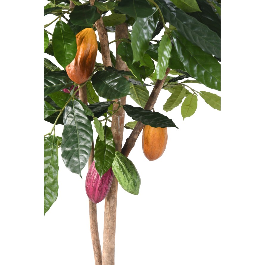 ÁRBOL DEL CACAO
