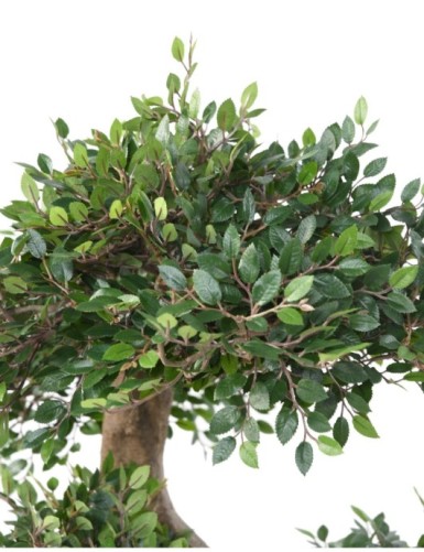BONSAI-ULME