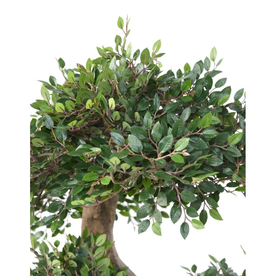 BONSAI-ULME