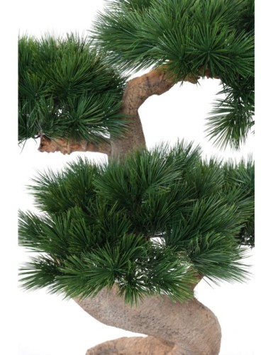BONSAI-KIEFER 92 UV