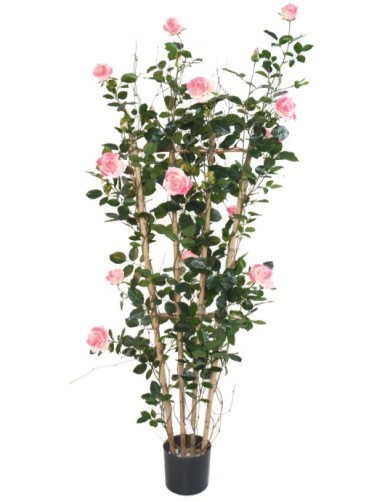 ROSE (Königin der)...