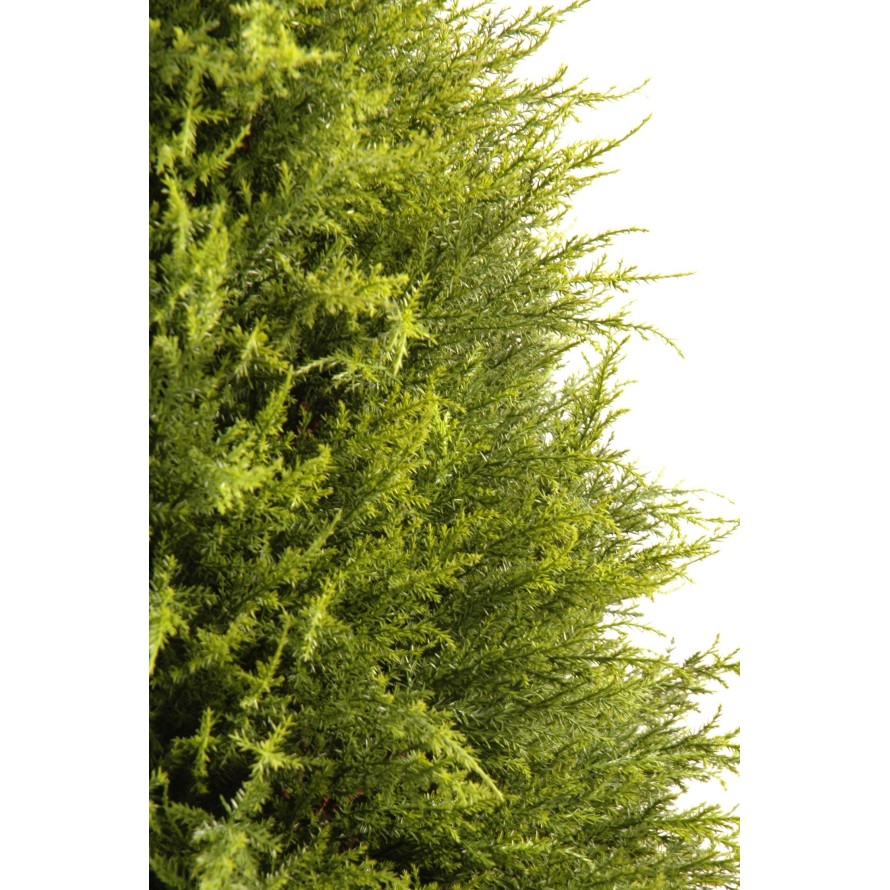 CIPRÉS (juniperus vj)