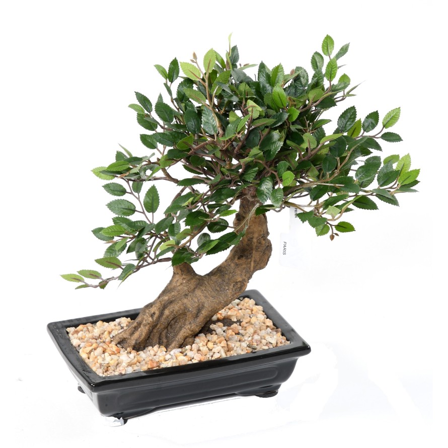 BONSAI ULME IN SCHALE Kies