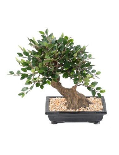 BONSAI ULME IN SCHALE Kies
