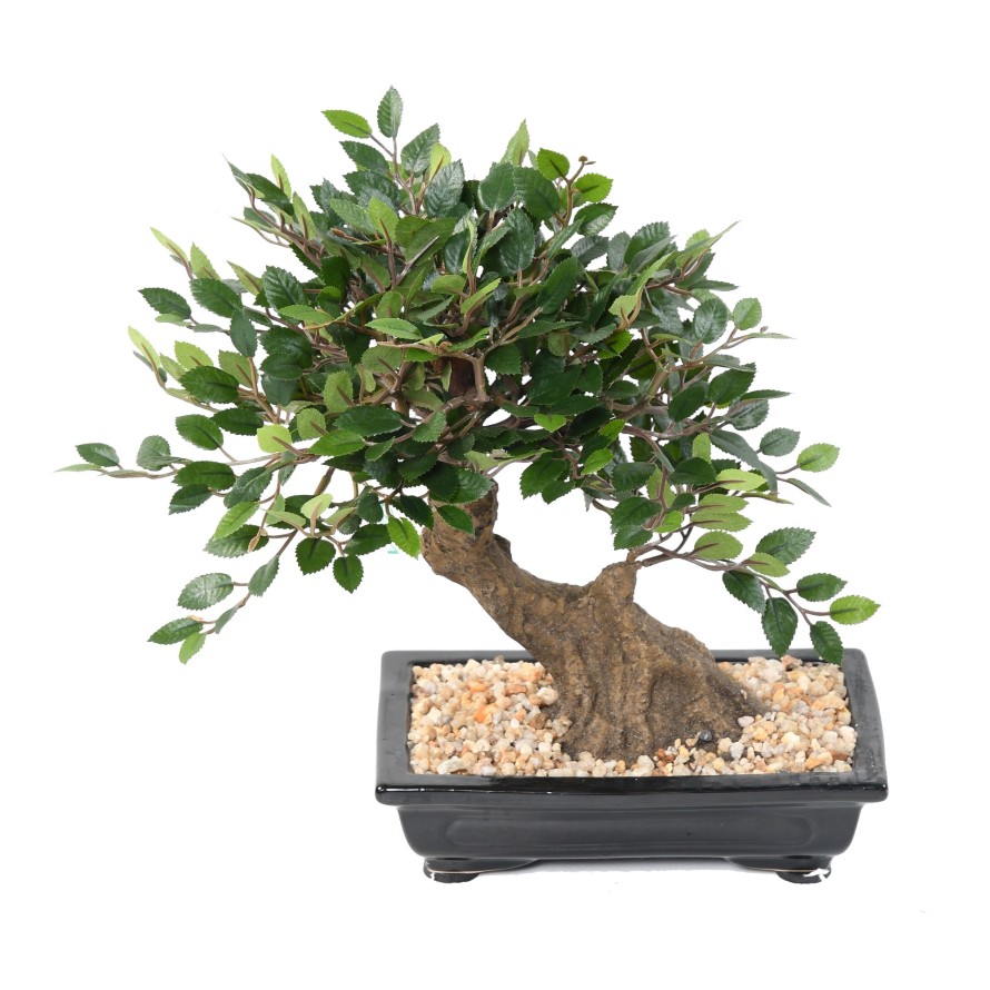 BONSAI ULME IN SCHALE Kies