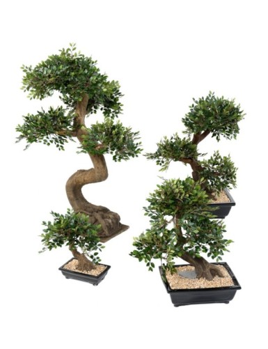 BONSAI ULME IN SCHALE Kies