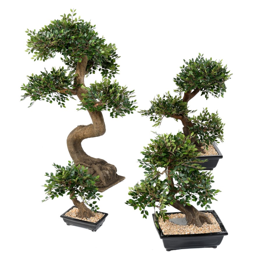 BONSAI ULME IN SCHALE Kies