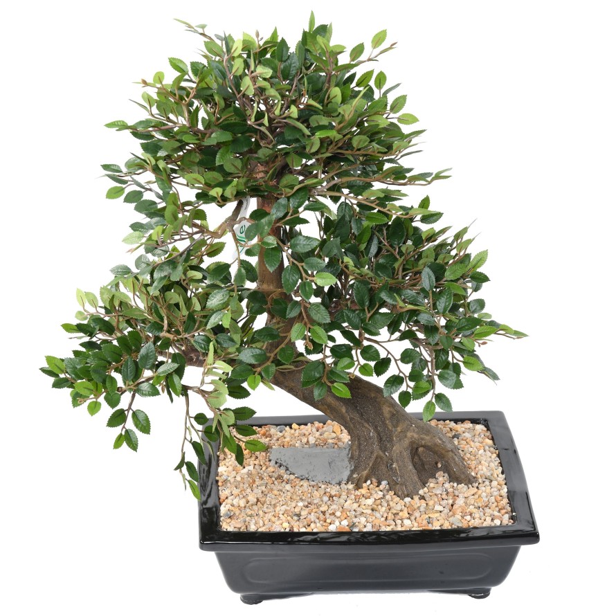 BONSAI ULME IN SCHALE Kies
