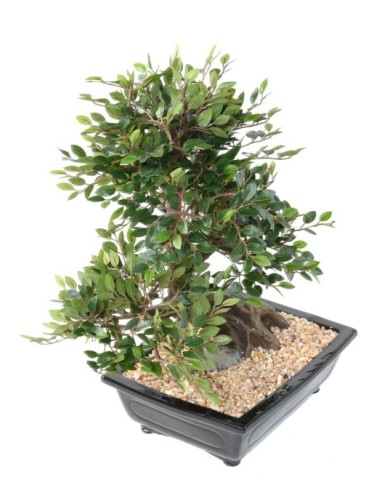 BONSAI ULME IN SCHALE Kies