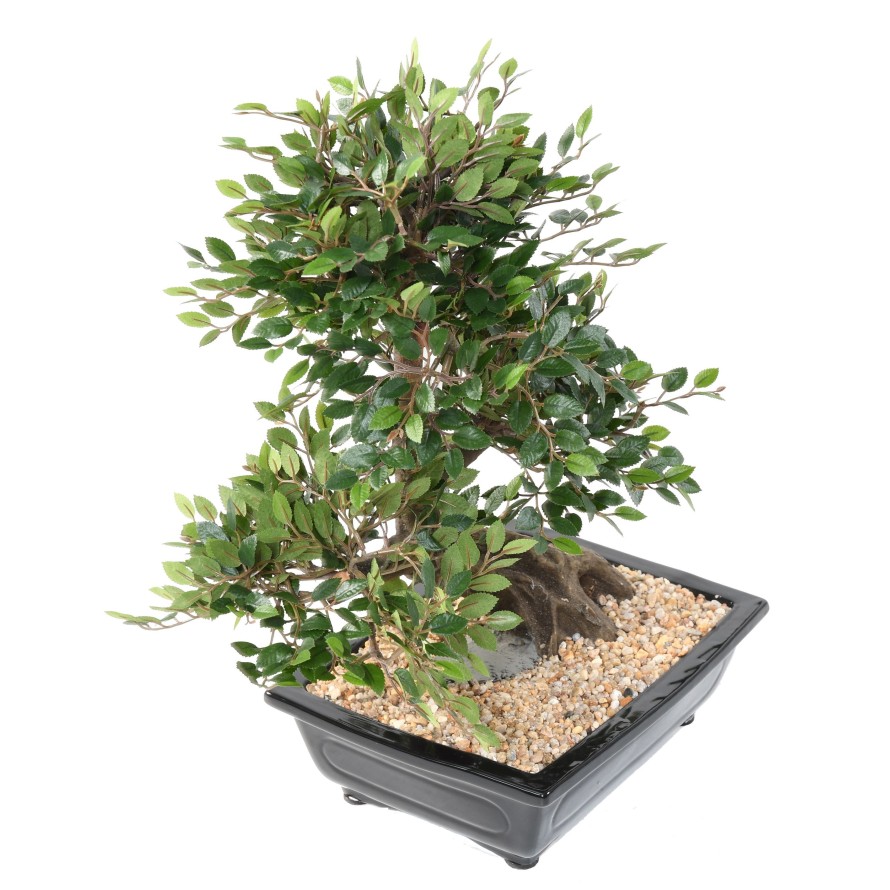 BONSAI ULME IN SCHALE Kies