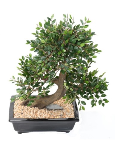 BONSAI ULME IN SCHALE Kies