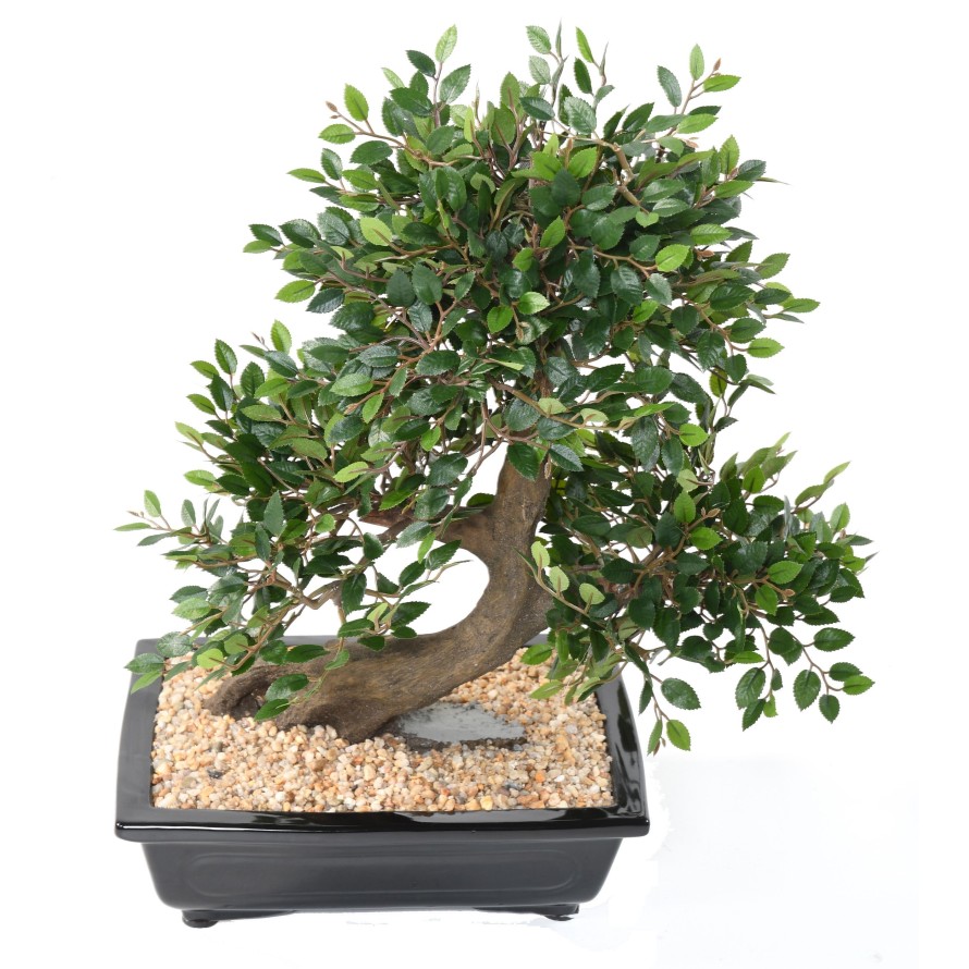 BONSAI ULME IN SCHALE Kies