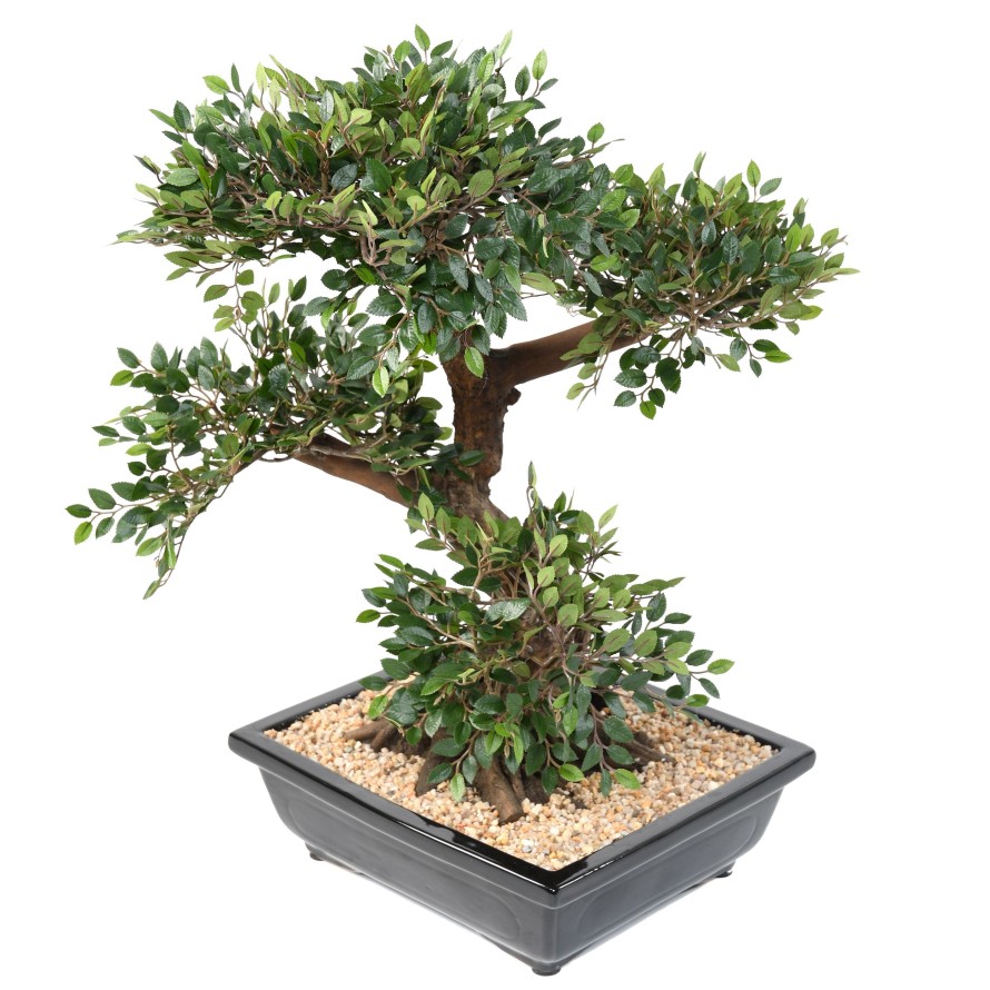BONSAI ULME IN SCHALE Kies