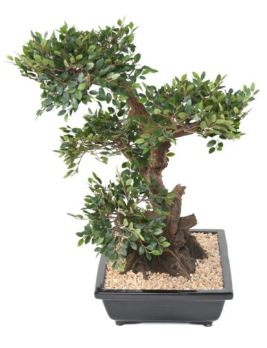BONSAI ULME IN SCHALE Kies