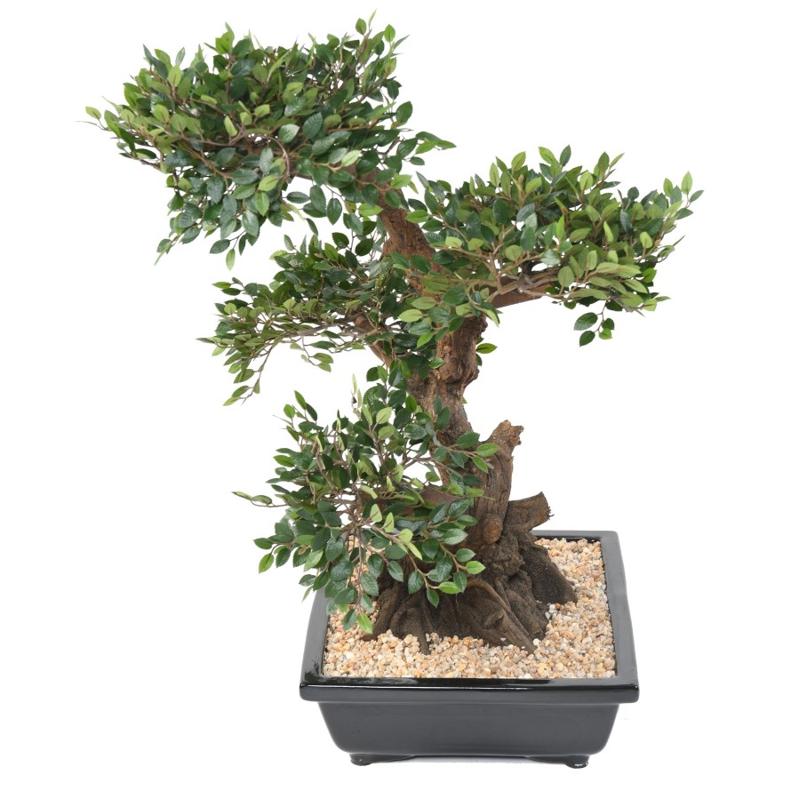 BONSAI ULME IN SCHALE Kies