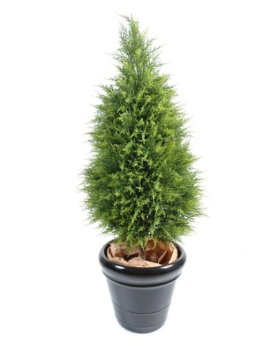 CIPRÉS (juniperus vj)