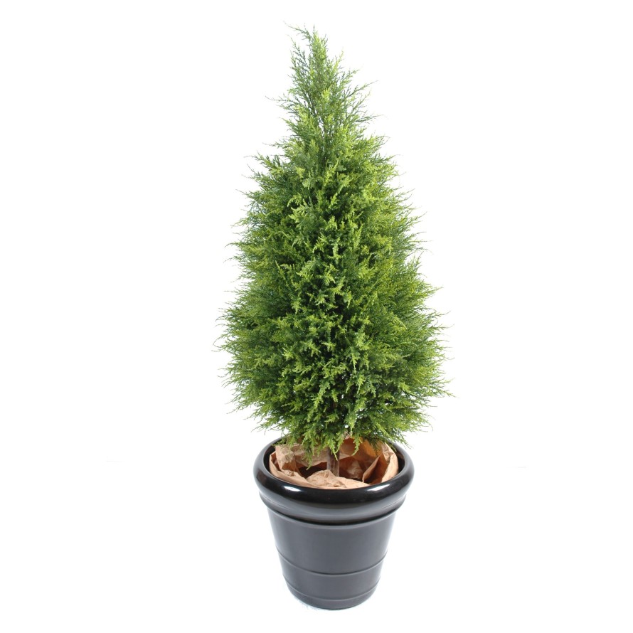 CIPRÉS (juniperus vj)