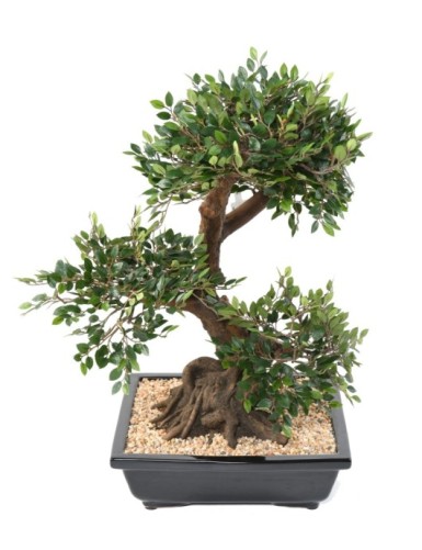 BONSAI ULME IN SCHALE Kies