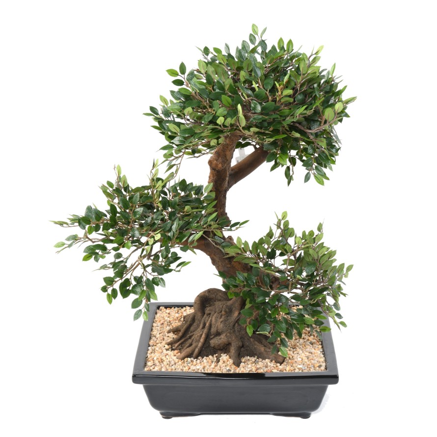 BONSAI ULME IN SCHALE Kies
