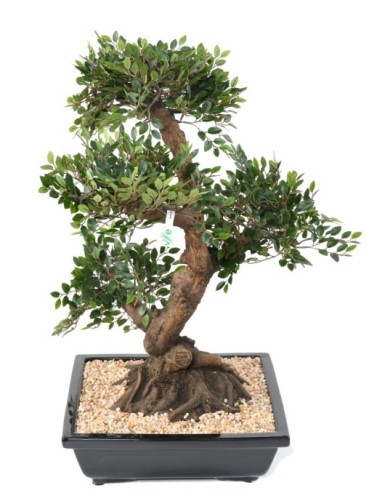 BONSAI ULME IN SCHALE Kies