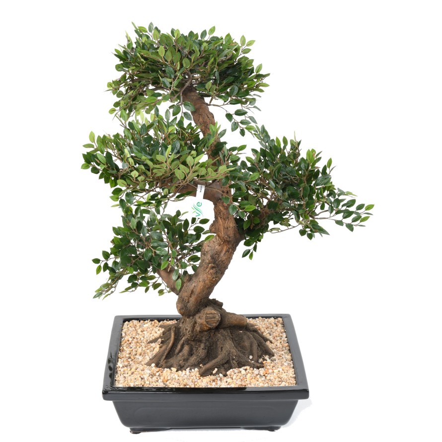 BONSAI ULME IN SCHALE Kies