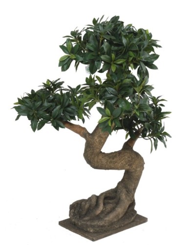 BONSÁI EUONYMUS JAPONICUS...