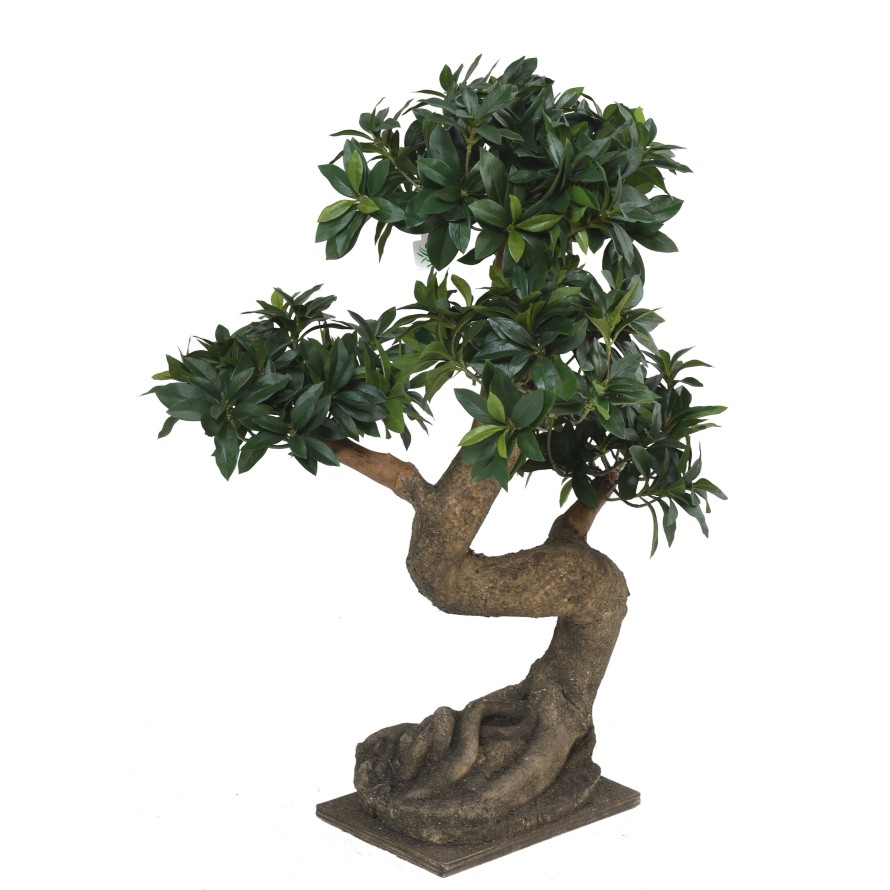 BONSAI EUONYMUS JAPONICUS FIKUS