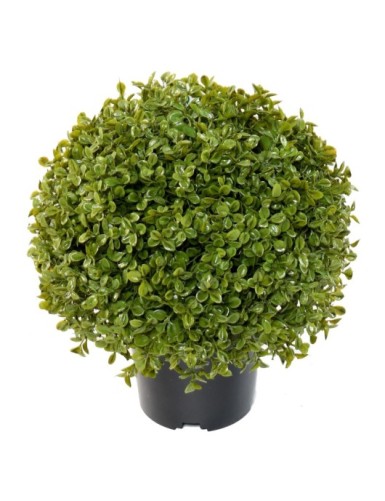 BUIS BOULE STK POT (promo net)