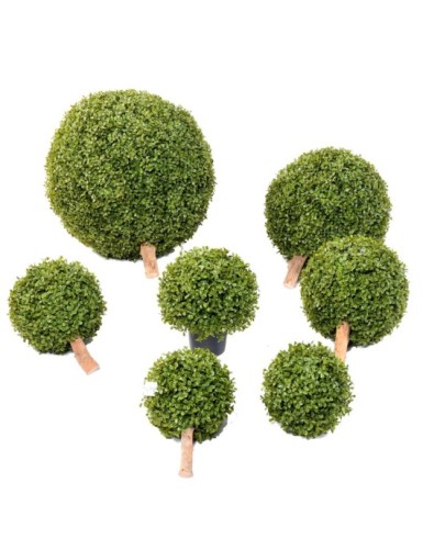 BOJ ESFERA STK EN MACETA (Precio neto promocional)