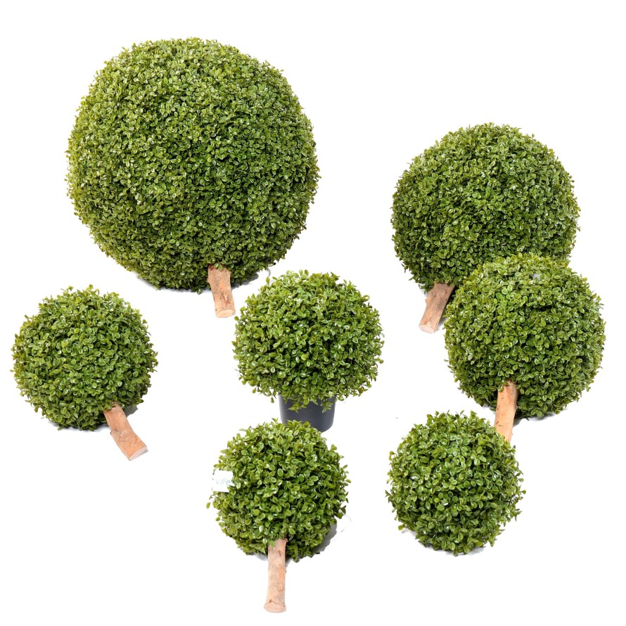 BOXWOOD BALL STK POT (Net promotional price)