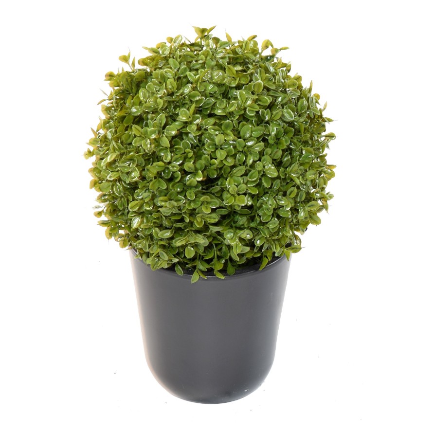 BUCHSBAUM KUGEL STK (Sonderpreis)