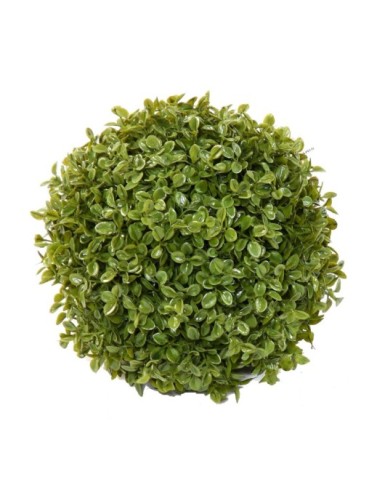 BOXWOOD BALL STK (Net promotional price)