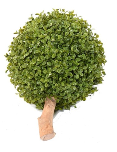 BUIS BOULE STK (promo net)