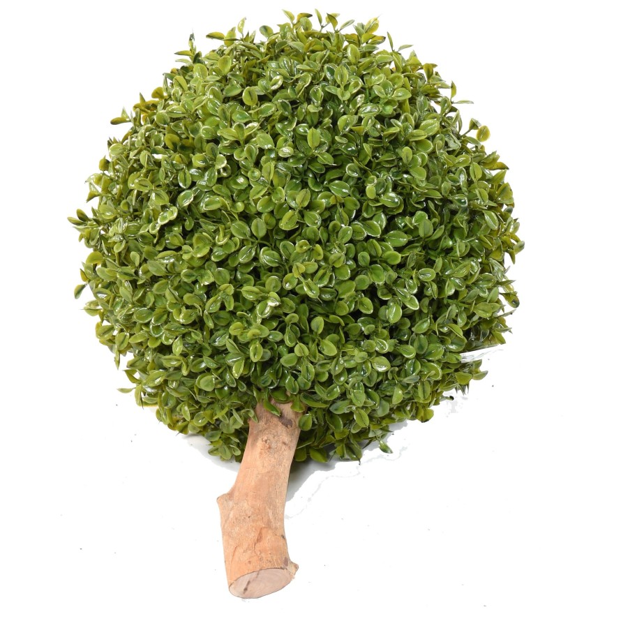 BUIS BOULE STK (promo net)