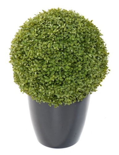 BUCHSBAUM KUGEL STK (Netto-Aktionspreis)