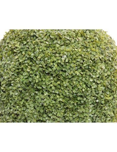 BUIS BOULE STK (promo net)