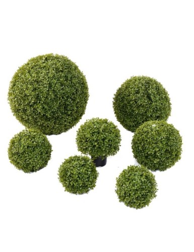 BUIS BOULE STK (promo net)