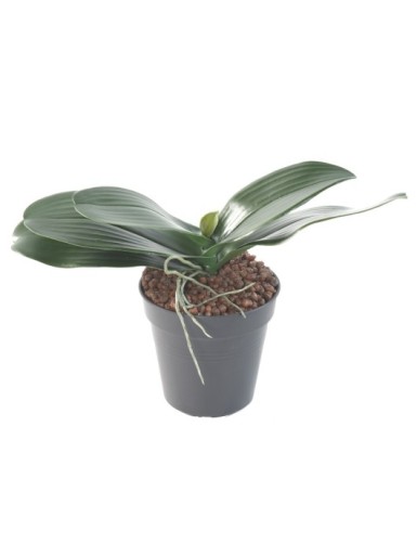 HOJA PHALAENOPSIS ORQUÍDEA