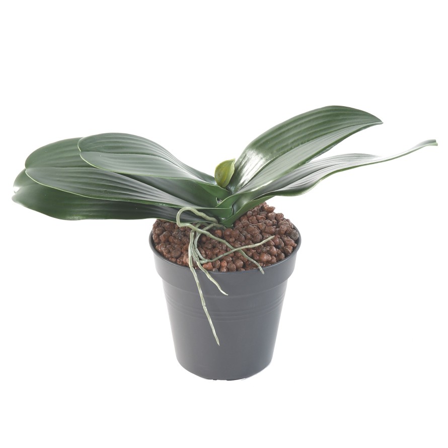 HOJA PHALAENOPSIS ORQUÍDEA