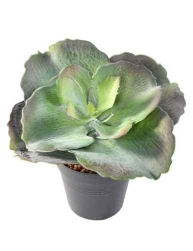 SUCULENTA REDONDA 24