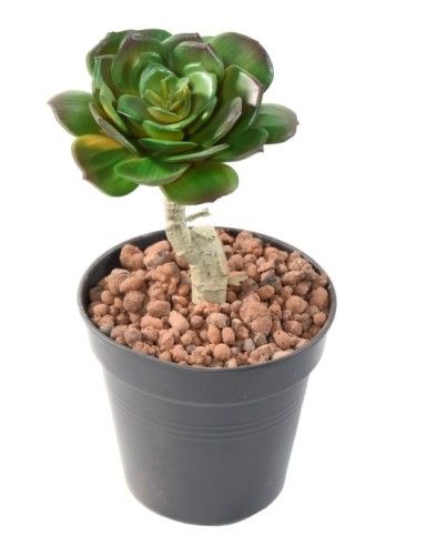 SUCULENTA REDONDA 15