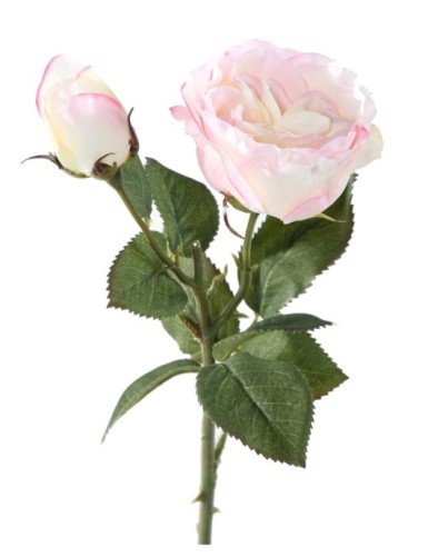 ROSA 1 1 (promo net)