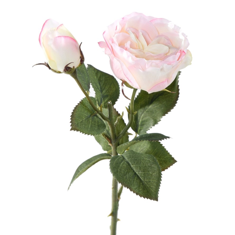 ROSA 1 1 (Precio neto promocional)